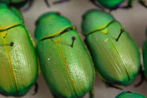 bugs