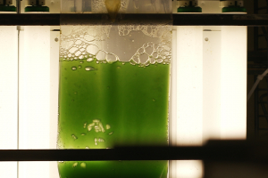 green algae in a bag at a lab