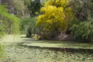pond with duck weed and algae