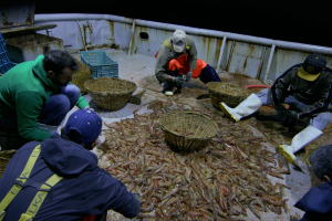Men cleaning shrimp on fishing boat