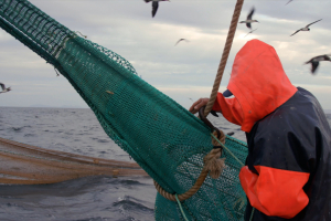 Man pulling fishing net on shrimping boat