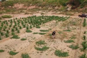 farming on indigenous land