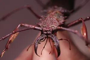 insect