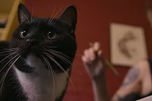 cat