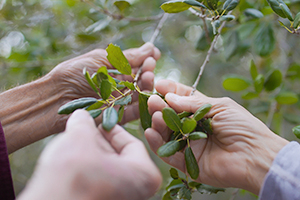 hands and leafs