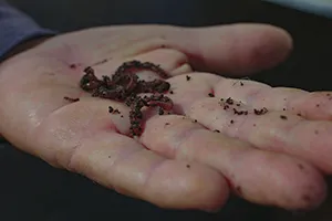 hand and worms