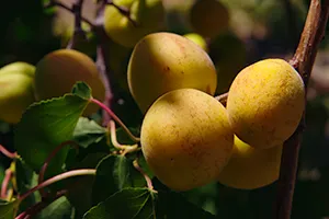 apricots