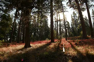forest