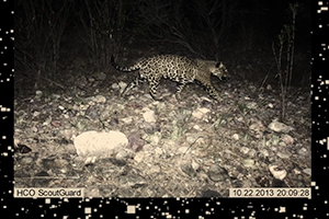jaguar at night