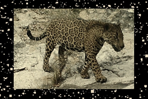 jaguar at night