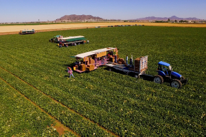 Tractor in a field and people picking melons