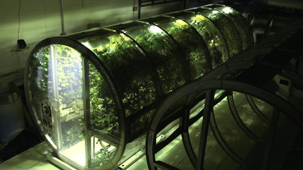 Greenhouse being used for research on sustainable systems for astronauts while in space.